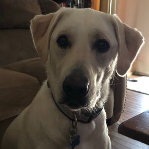 Meet your Posher, Ben